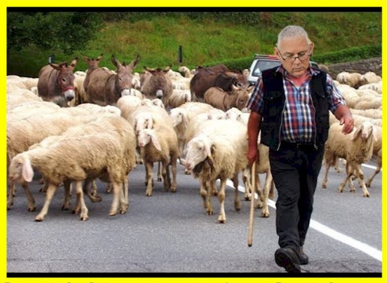 Like ‘sheep’ and ‘jackasses’ blindly applaud the abundance of failure