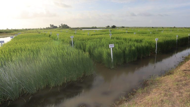 Guyana to relentlessly support the rice industry, says president Ali