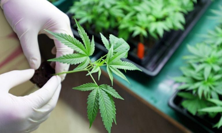 Cultivating B2B payments trust in Canada’s cannabis market
