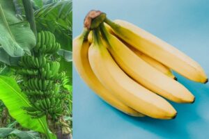 slu_bananas (2)