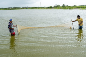 fish_farmers