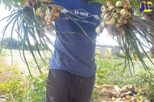 onion_jamaica