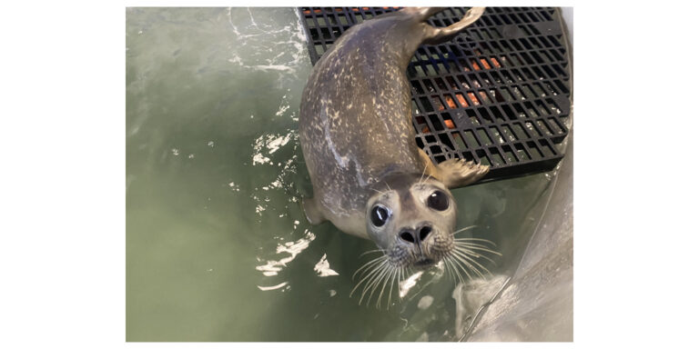National_Marine_Life_Center-1-1