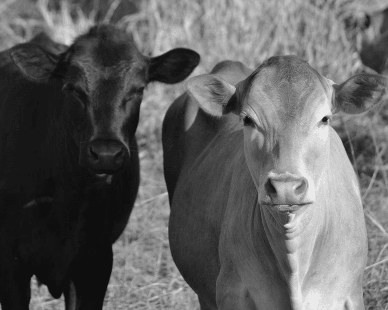 Barbados suspends importation of Cattle from US