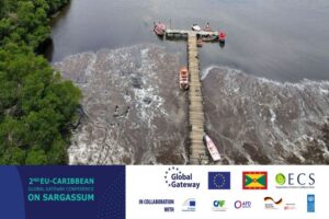 sargassum. jpg