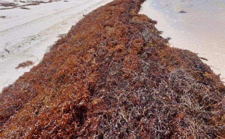 Grenada – European Union host task force meeting on Sargassum Valorisation