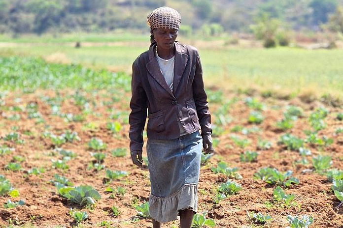 Extreme heat pushing global food systems to the brink, UN agencies warn