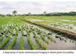 Guyana’s Duck-Rice integration to boost farmers’ income, cut production costs