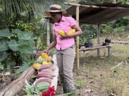 We want to be Jamaica’s flagship’: Mount Pleasant Farm Chocolatiers