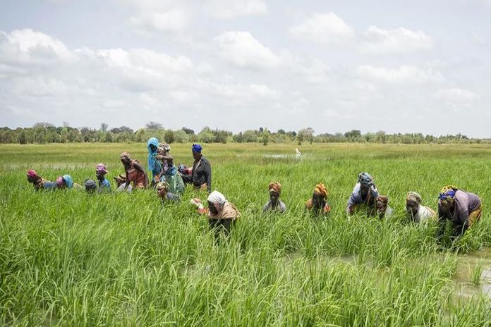 African Development Bank approves $18.8 million grant to boost rice production – Ghana