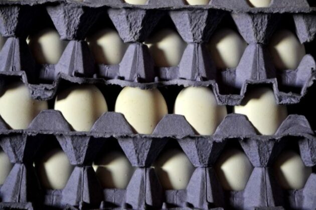 IDB Invest – Ovobrand Drives Industrial Modernisation in Argentina’s agribusiness sector