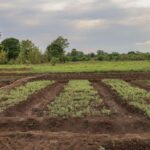 SOUTH SUDAN 2025. CRAL Project