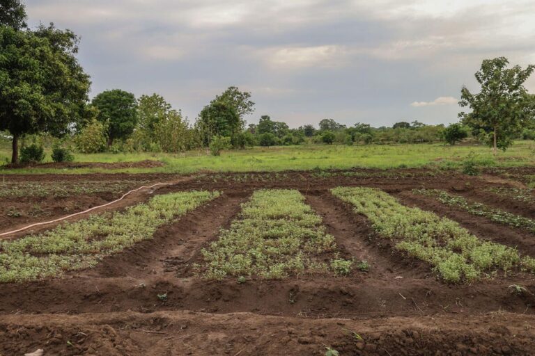 SOUTH SUDAN 2025. CRAL Project