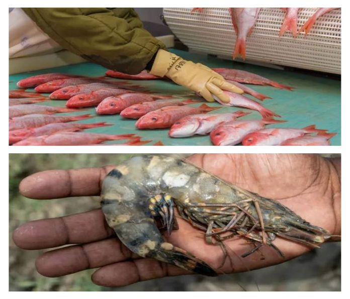 guyana_fish-shrimp